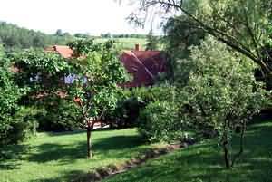 Koz�rd ny�ron