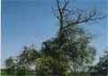 N�gr�dmarcal - vend�gh�z