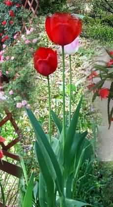�d�l�si csekk elfogad�hely