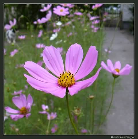 �d�l�si csekk elfogad�hely