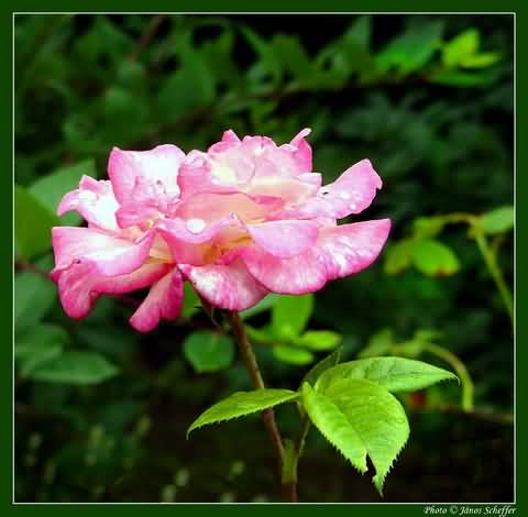 �d�l�si csekk elfogad�hely