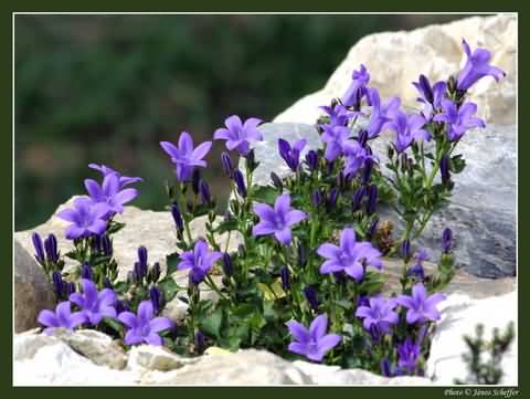 �d�l�si csekk elfogad�hely